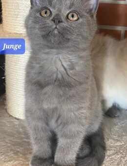 Reinrassige BKH Kitten ABGABEBEREIT - Brakel