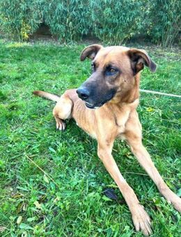 GINGER - ein Malinois in NOT...... - Kempen