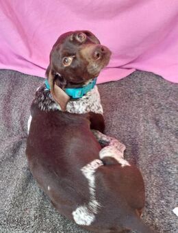 ‼️Notfall - Molly ‼️ - Speyer