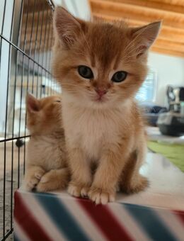 BKH Golden Shell Kitten suchen liebevolles Zuhause - Siegen (Universitätsstadt)