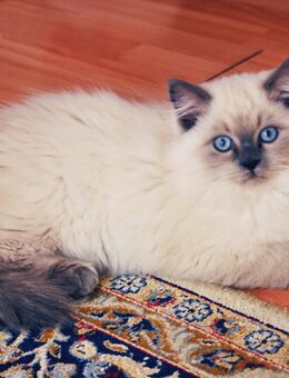 Letze Chance: Ragdoll Kitte - Hamburg