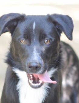 Cäsar - freundlich & aufgeschlossen - Lohmar