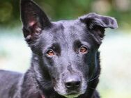 Greta 💚 ist ein tolle Familienhündin - Herxheim (Landau)