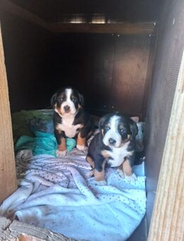 Appenzeller/Entlebucher Welpen - Jüterbog