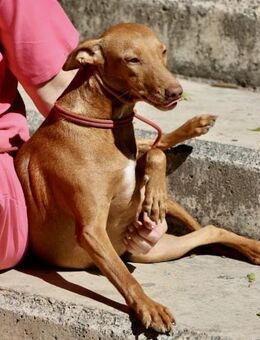 Florinda, freundlich, offen, lernwillig - Westerholt