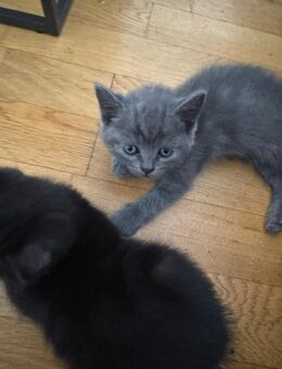 Kitten Siam mix zu verkaufen - Worms