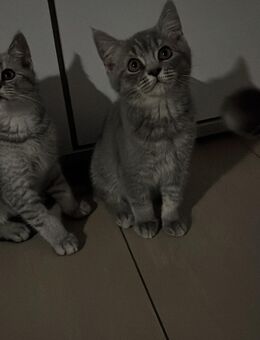 Bkh kitten - München Thalkirchen-Obersendling