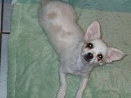 Chihuahua-Welpe***Rüde - Marienheide