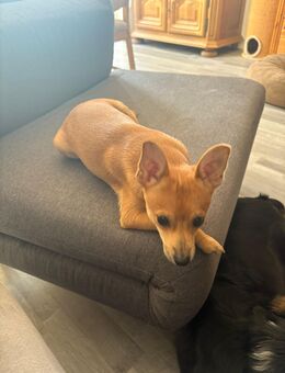 Kleiner Milo sucht ein neues Zuhause - Düsseldorf