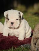 Englische bulldoggen welpen in 07607