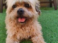 🐾 Max Ein kleines Herz auf vier Pfote - Kassel