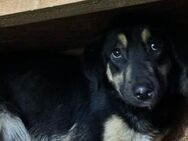 Stiles, der Neugierige 🐾 - Elsdorf (Nordrhein-Westfalen)