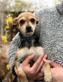 Harmat möchte das Hundeeinmaleins lernen - Heinsberg