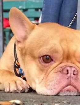 Französische Bulldogge sucht tolle Mensc - Bergkamen