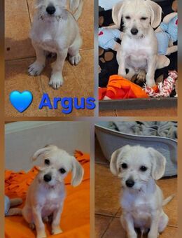 Argus - ein knuffiger Welpe - Höchst (Odenwald)