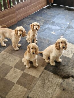 4cocker spaniel zum Verkaufen - Biedenkopf