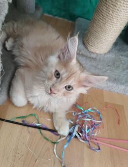 Main coon kitten mit stammbaum (3 kitten) - Pfungstadt