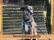 Vermittlungshilfe für JACK - Saarbrücken