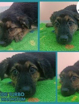 Turbo Welpe Mischling Rüde Junghund - Margetshöchheim
