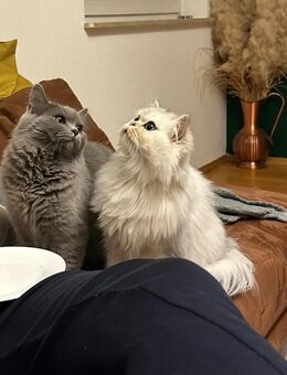 2 katzen abzugeben - Büttelborn