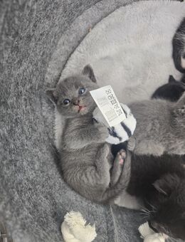 bezaubernde Baby-Kitte sucht ein liebevolles Zuhause - Castrop-Rauxel