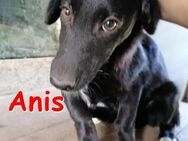 ANIS ❤ sucht Zuhause oder Pflegestelle - Langenhagen