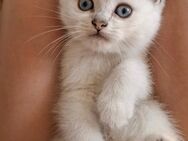 BKH Kitten aus Bielefeld - Bielefeld