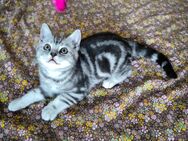 REINRASSIGES BKH KITTEN BLACK SILVER CLASSIC TABY (WHISKAS) - Wuppertal