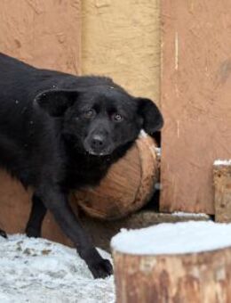Zauberhafte Floyd❤️sucht ihr Zuhause - Rott (Inn)
