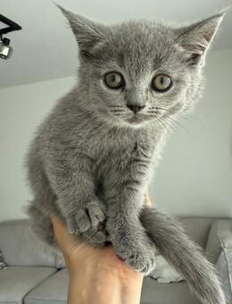 BKH Kitten (1 x männlich und 1 x weblich) suchen neues zu Hause - Berlin
