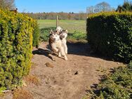 Alaskan Malamute Welpen vom Züchter. 2 Männchen, 1 Weibchen - Rehburg-Loccum