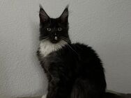 Maine Coon Kater - Hof