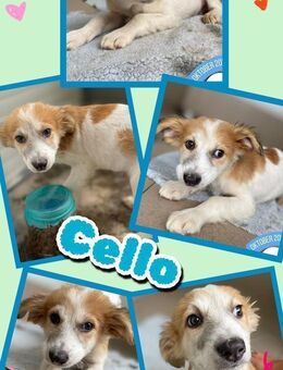 Welpe Cello sucht ein Zuhause - Nürnberg