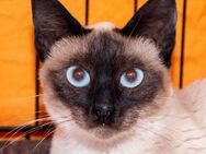Mocatriz - Siam-Mix Katze - Bad Camberg