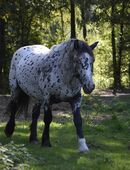Irish Cob Partbred Deckhengst Smoky Black Appaloosa Spotted in 16909