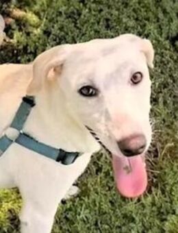 AKU - eine arme ausgesetzte Seele - Regensburg