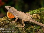 Bahama-Anolis, Anolis sagrei - Darmstadt
