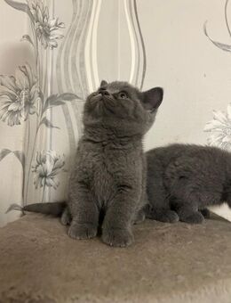 BKH Kitten - Mönchengladbach