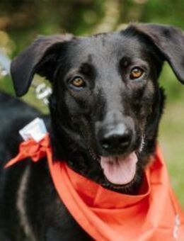 Linne wartet in 91489 Wilhelmsdorf - Oberwies