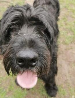 Riesenschnauzer wie er im Buche steht - Bad Belzig