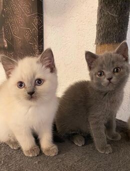 Süße BKH Kitten suchen ein Zuhause - Tettenweis