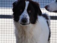 Almar, schüchterner Notfall im Canile - Bad Vilbel