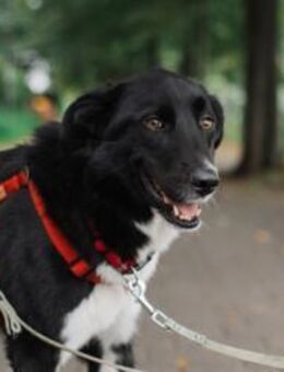 Lino sucht sein Für-Immer-Zuhause - München