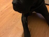 🐾 Cane Corso Rüde (12 Monate) sucht liebevolles Zuhause - Göttingen