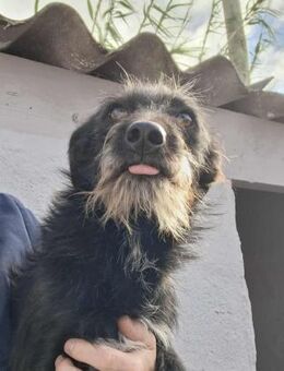 Ruby - findet Streicheleinheiten toll - Höchst (Odenwald)