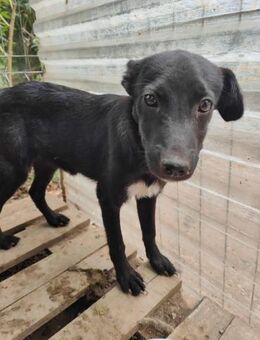 Schüchterne, freundliche Lucy - Koblenz