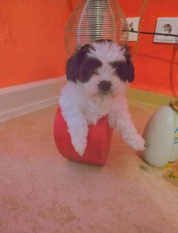 Shih tzu toy mädchen welpe - Mainz