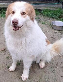 Molly3 neugierig und offen 05/22 GRC - Ruppertsecken