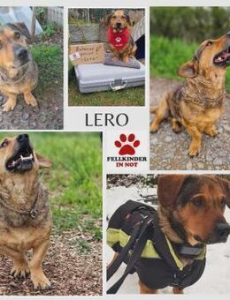 eigenwilliger Dackel Lero sucht.... - Margetshöchheim