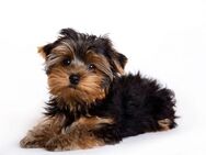 YorkiePoo Welpe (Rüde) gesucht. - Schwabmünchen